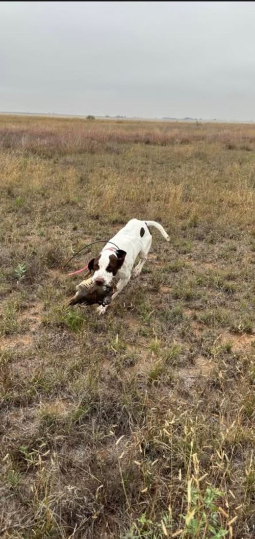 Bird dog on point in open Oklahoma prairie grass