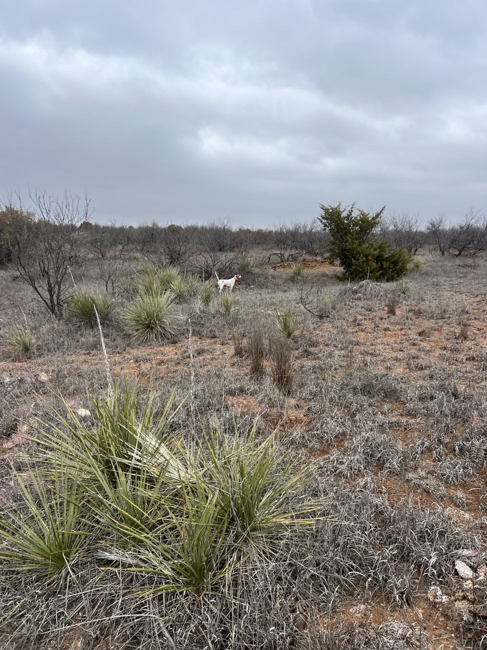 A bird dog working the open prairie