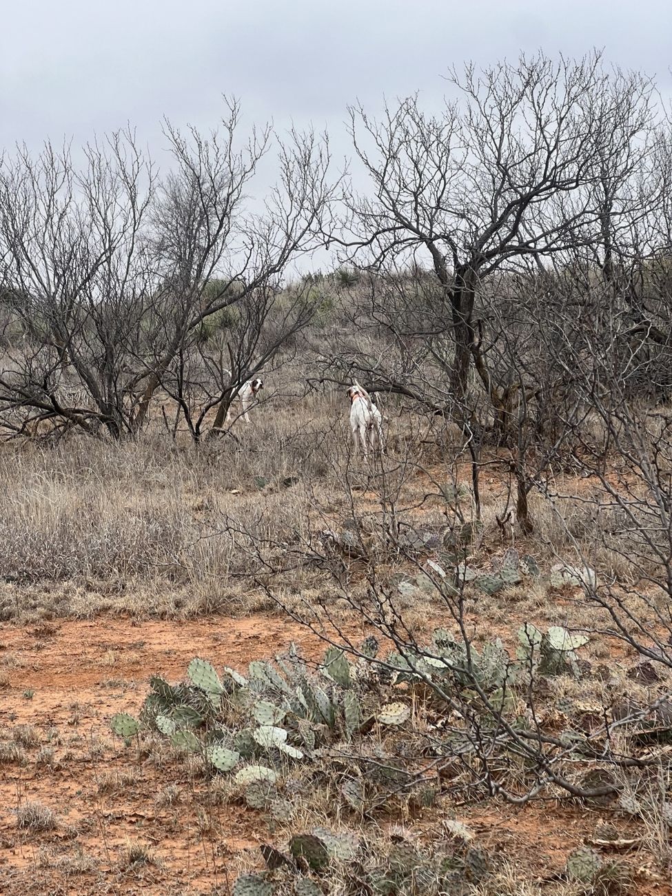 Bird dogs hunting heavy brush