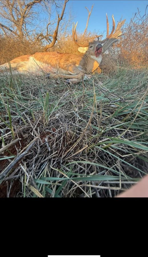 Whitetail buck in golden prairie grass