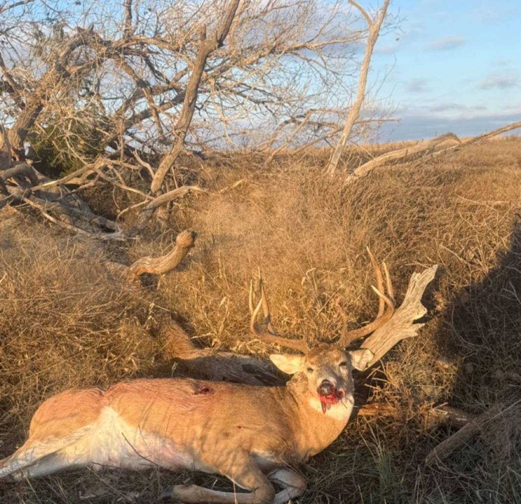 A heavy northwest Oklahoma buck in the brush