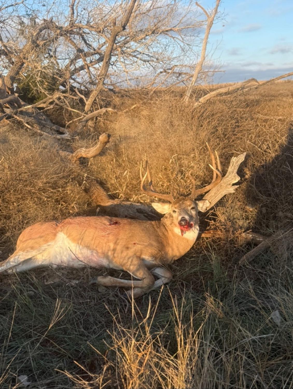 A mature typical Oklahoma whitetail taken on private ground