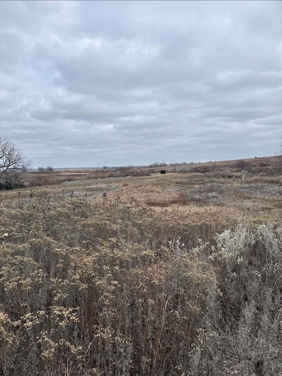 Whitetail cover on carefully managed northwest Oklahoma ground