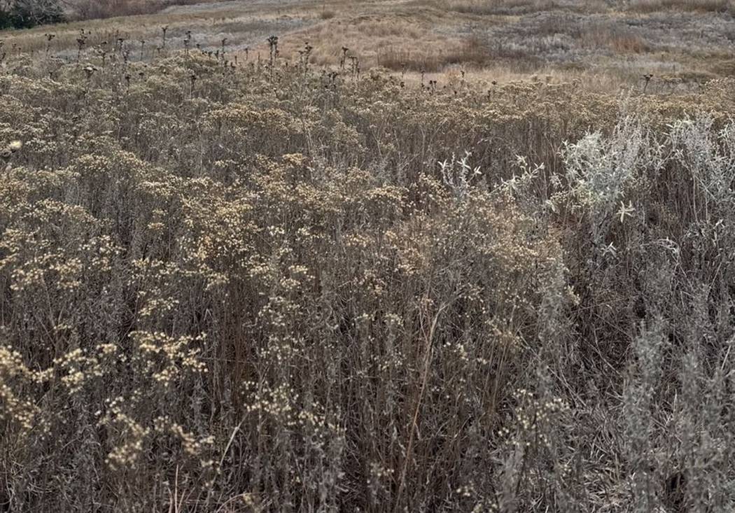 Cedar breaks and draws where bucks bed through the day