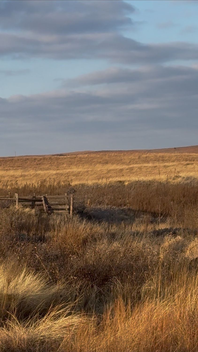Golden prairie and fence line on the whitetail properties