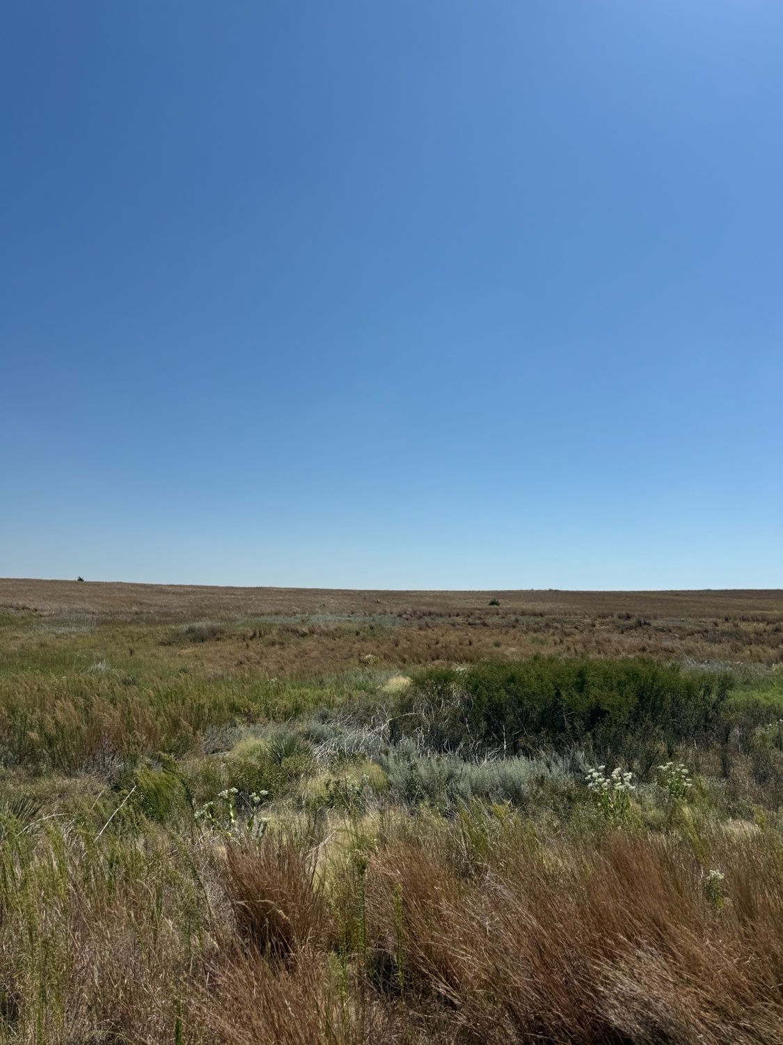 Native prairie and sage whitetail country in western Oklahoma
