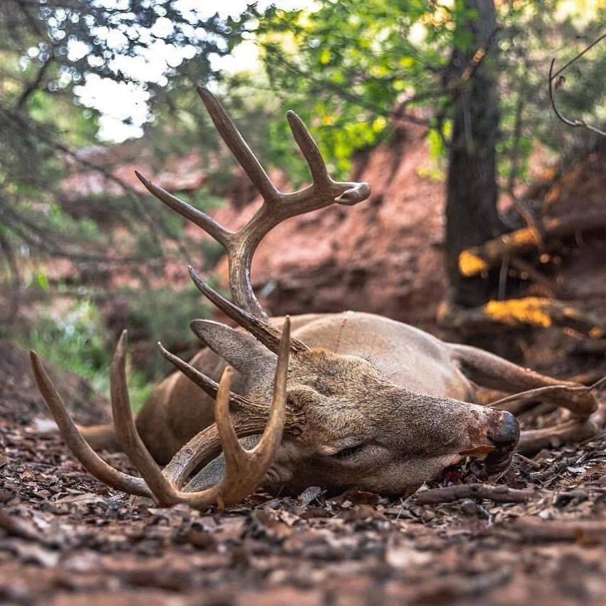 A mature buck down in the creek-bottom timber