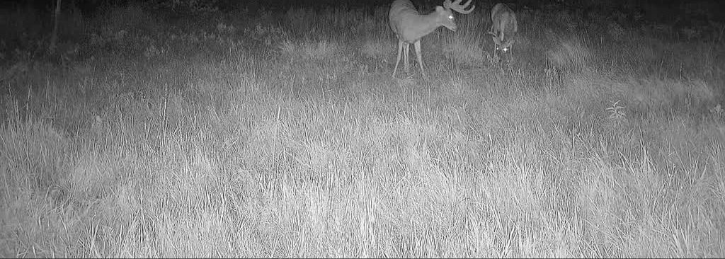 Trail-camera whitetail buck on carefully managed Oklahoma ground