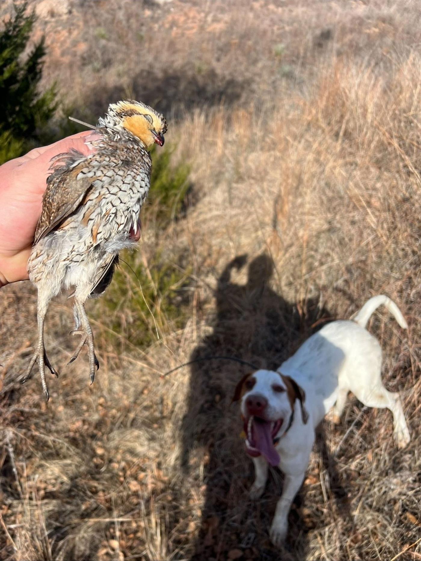 A wild Oklahoma bobwhite in hand with a pointer looking on