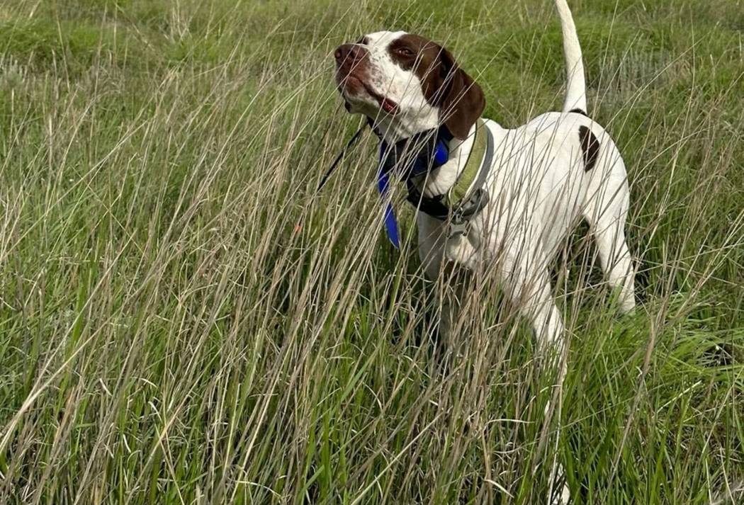 A pointer working native grass in northwest Oklahoma