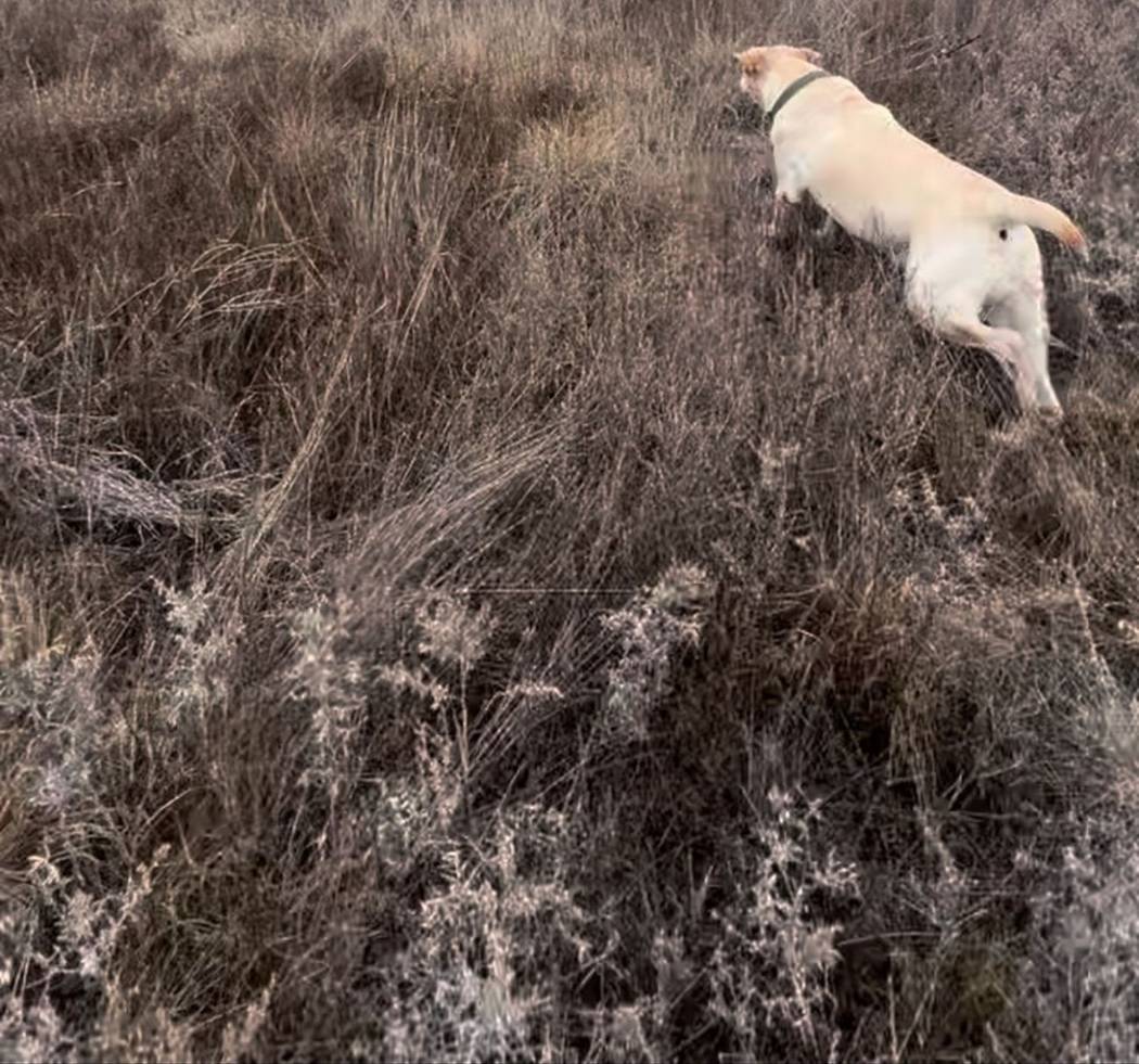 A bird dog driving through heavy cover