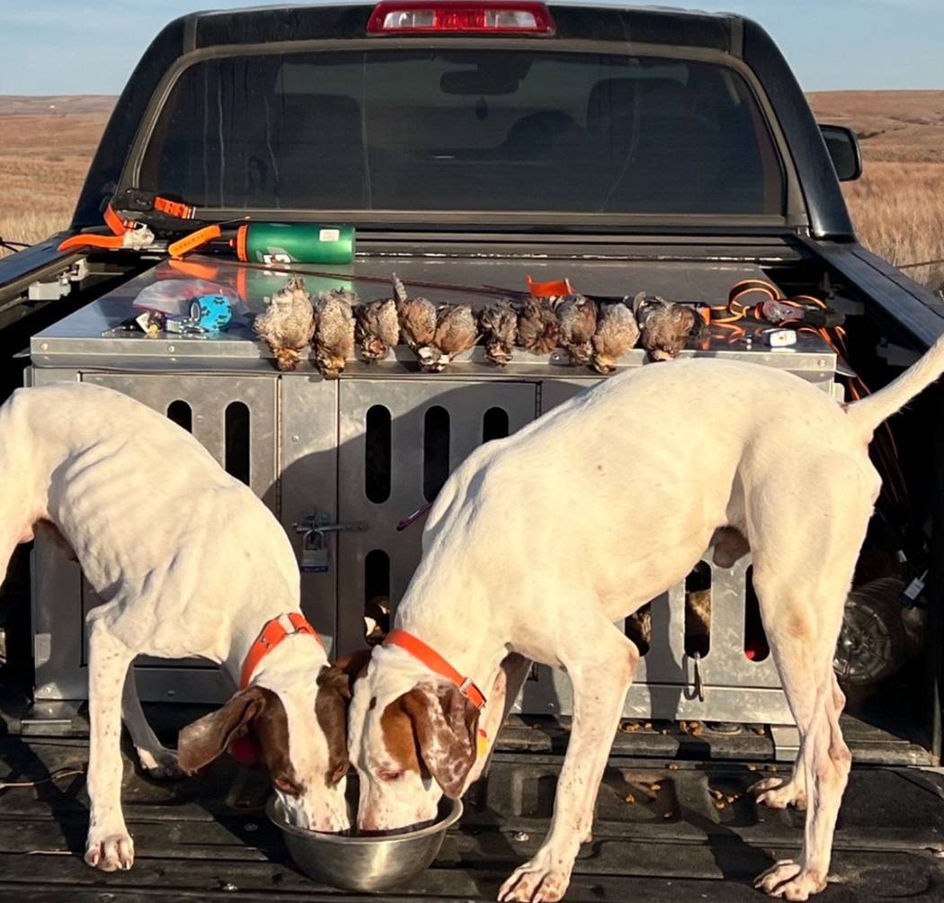 Pointers at the tailgate with a row of Oklahoma quail