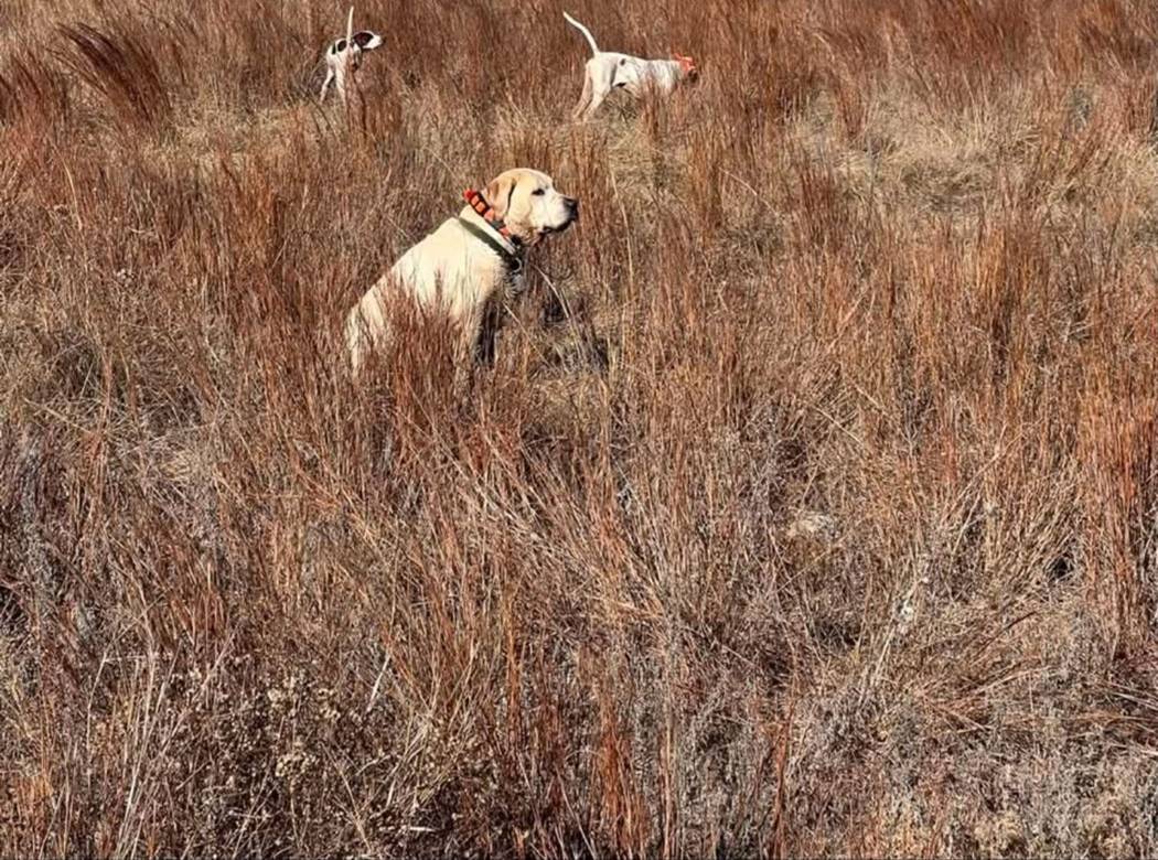 One dog on point with a second backing
