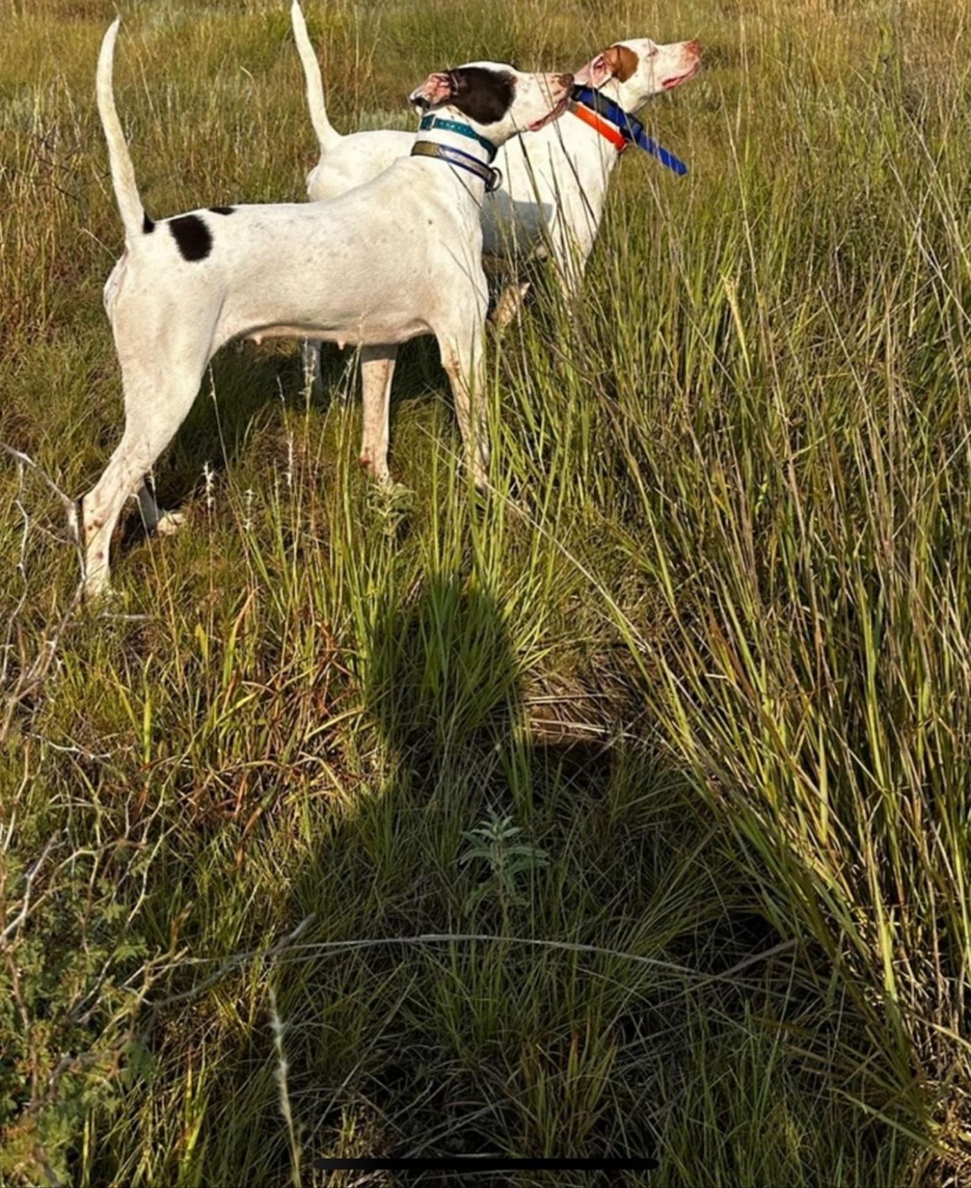 A pointer locked up in Oklahoma native grass