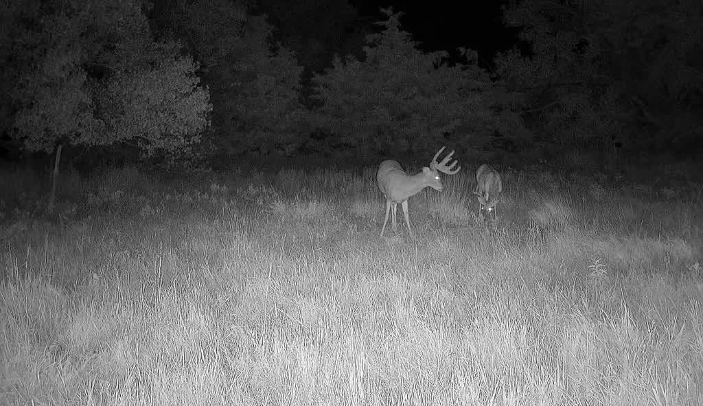 Trail-camera whitetail buck on managed Oklahoma ground