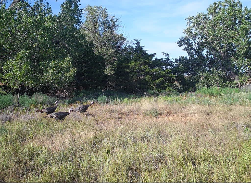 Rio Grande turkeys on a trail camera