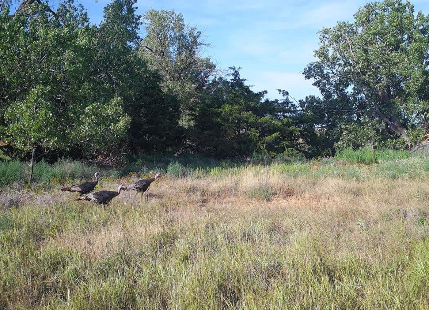 Rio Grande turkeys working a grassy opening in northwest Oklahoma