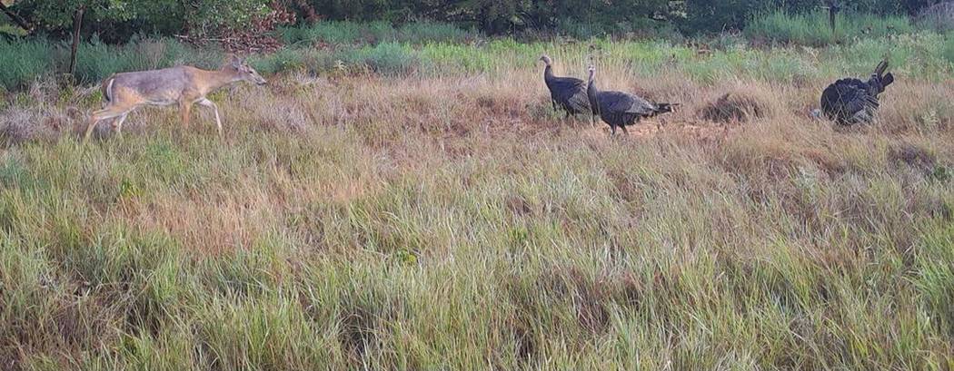 Rio Grande turkeys feeding in the native prairie grass