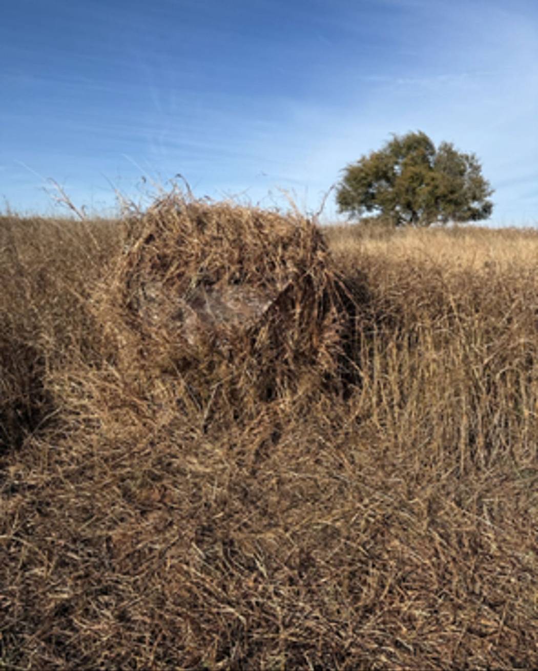 Cottonwood and prairie country where the Rio Grandes roost