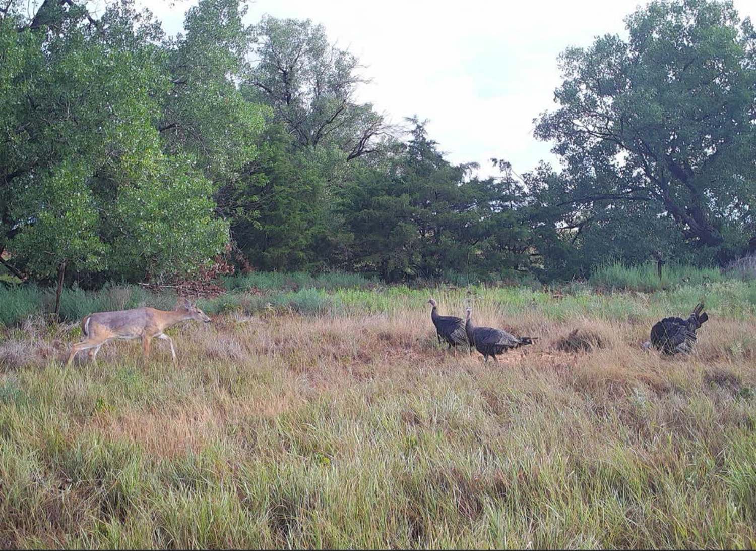Rio Grande turkeys on the private Buffalo, Oklahoma property