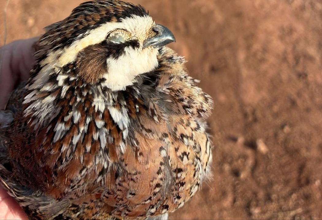 A wild West Texas bobwhite in hand