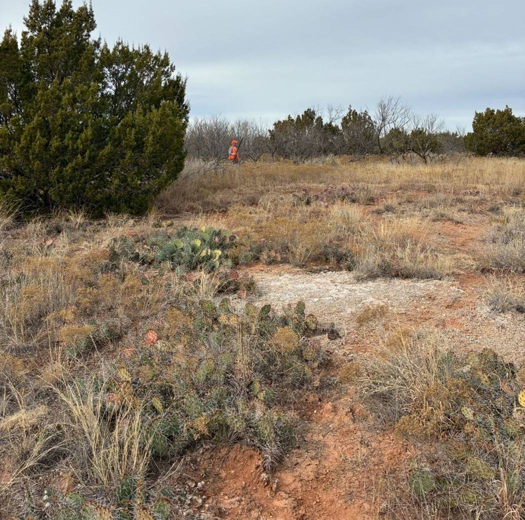 Native West Texas brush the coveys hold in