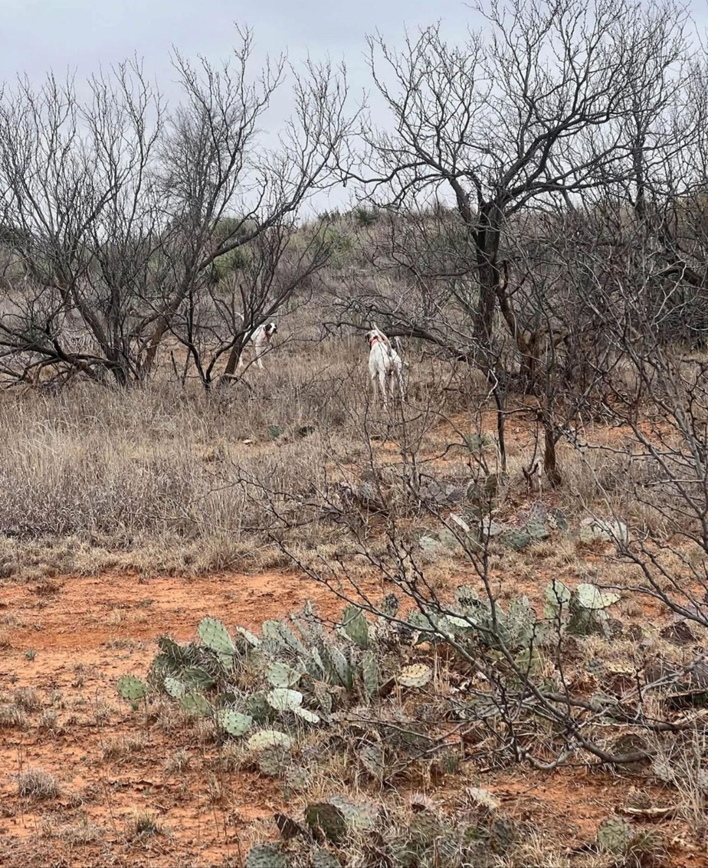 A pointer locked up in West Texas mesquite and prickly pear