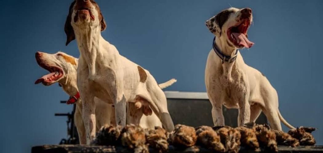 Pointing dogs on the tailgate with a day of wild Texas bobwhite and blue quail