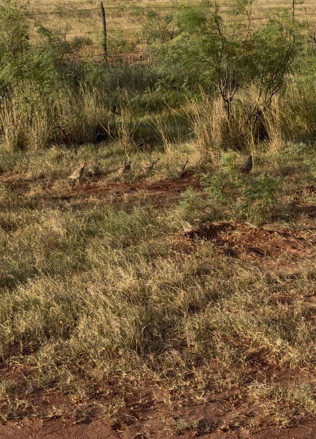 Scaled quail running with chicks on an August scouting trip