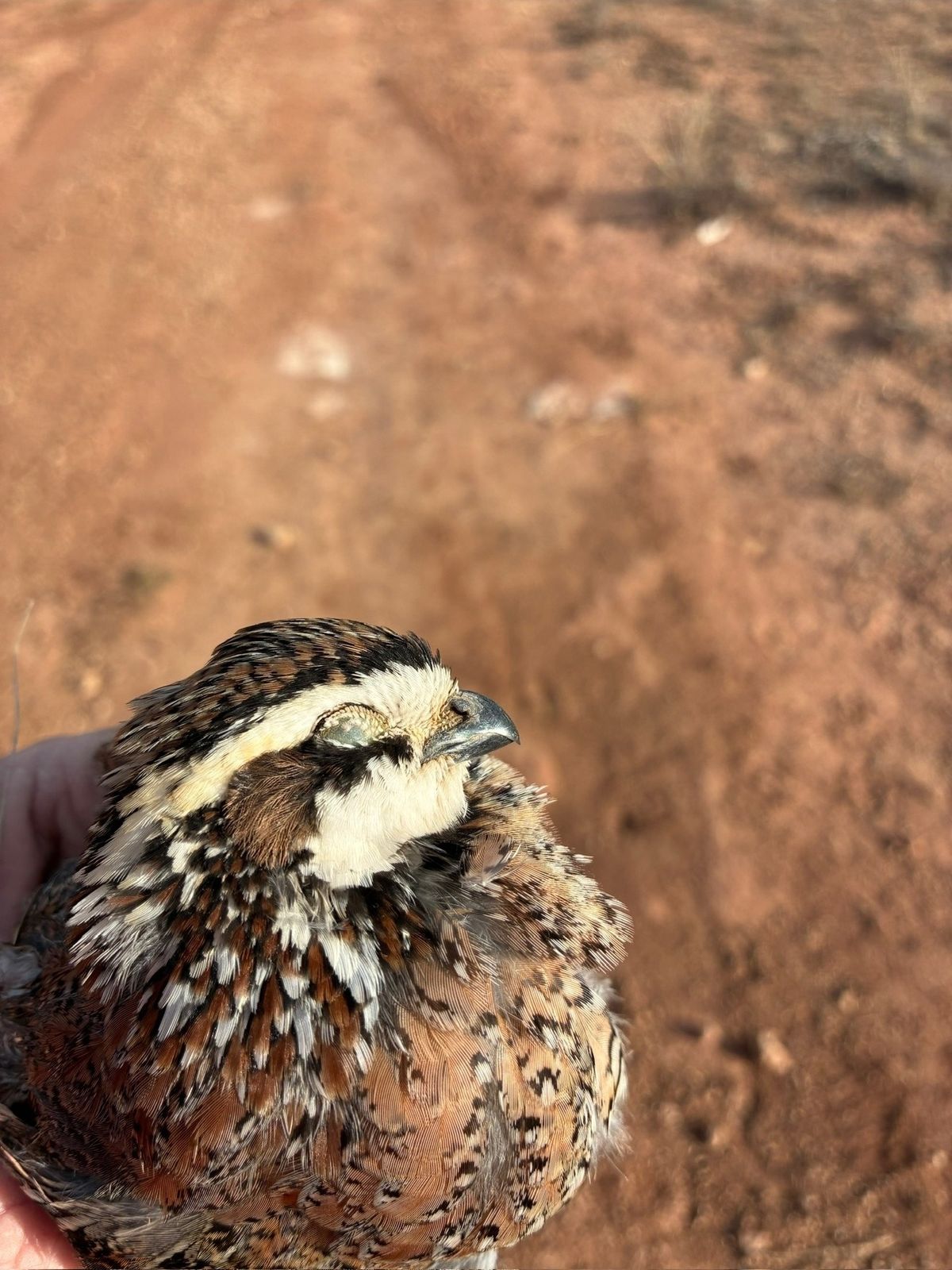 A wild bobwhite quail in hand on Oklahoma ground