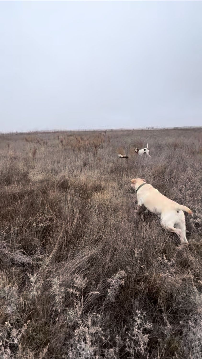 A bird dog working brushy Oklahoma draws