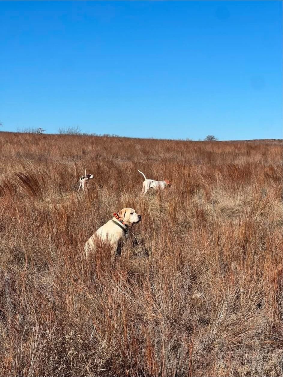 A pointing dog working open Oklahoma prairie