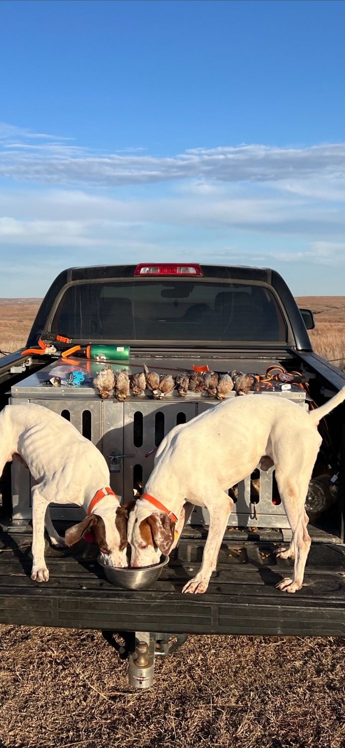 Two pointers on the tailgate with a morning of wild Oklahoma quail
