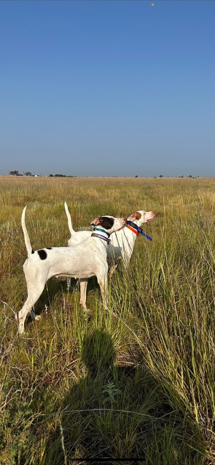 A pointer locked up on wild birds in Oklahoma Panhandle grass
