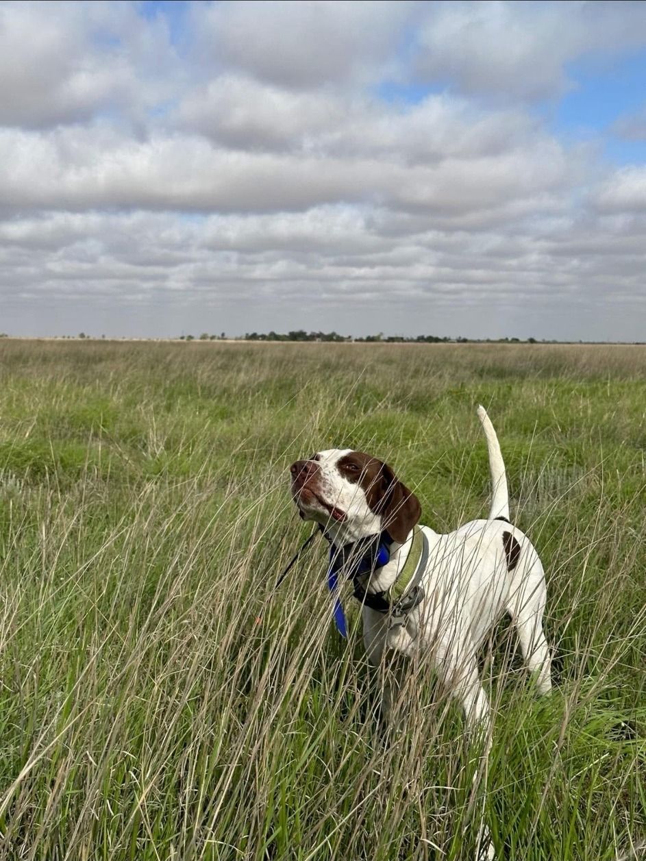A pointer on birds in green Oklahoma cover
