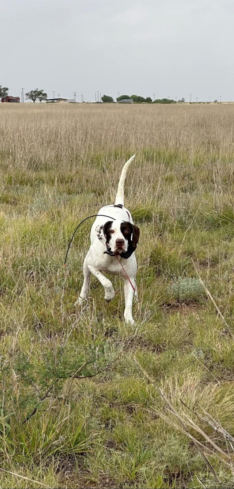 A pointer running in through native Oklahoma grass
