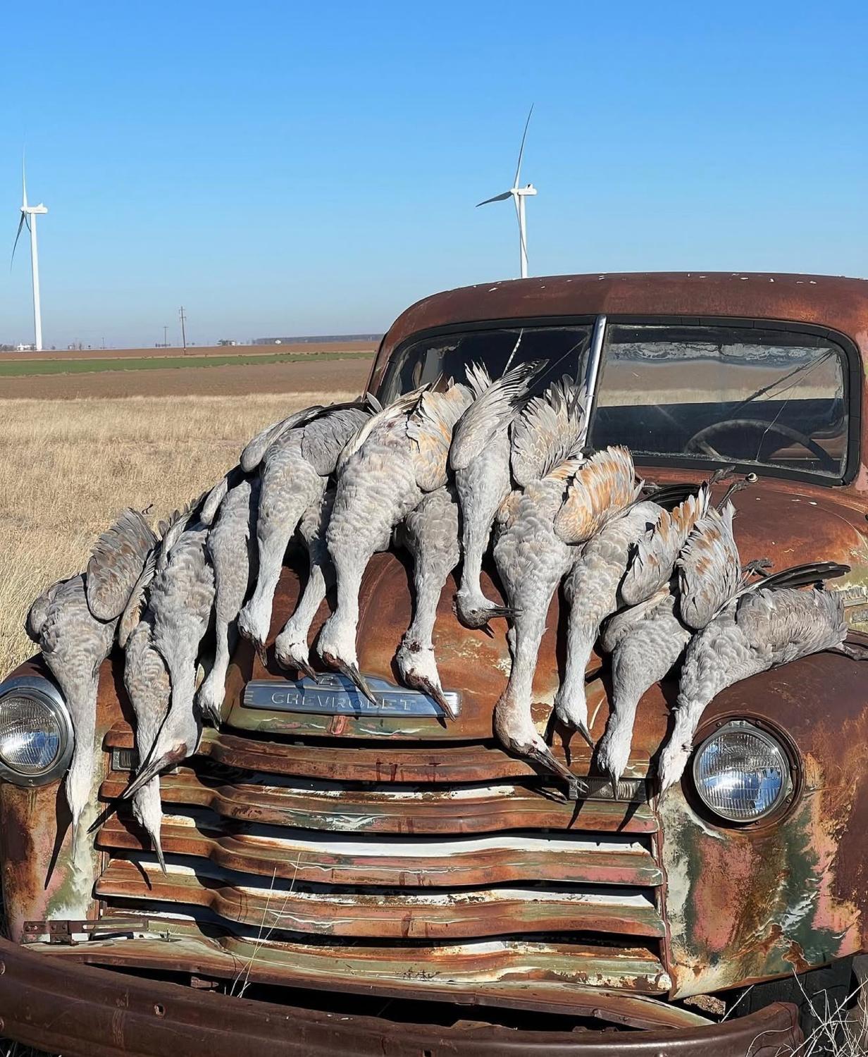 Sandhill cranes laid out on an old farm truck in western Oklahoma