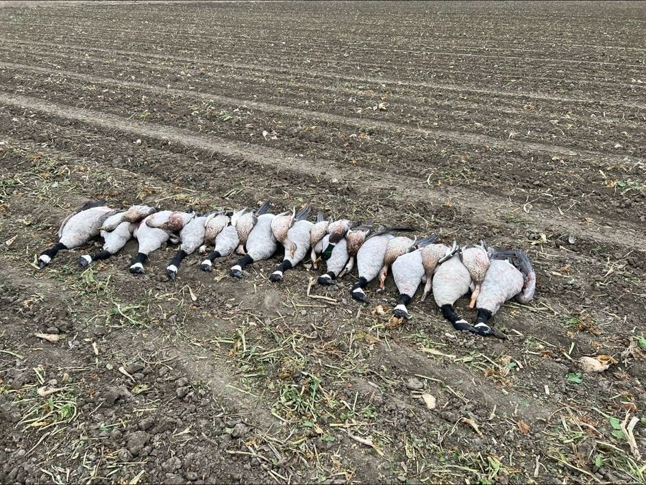 Full-body flocked decoys set in a western Oklahoma field