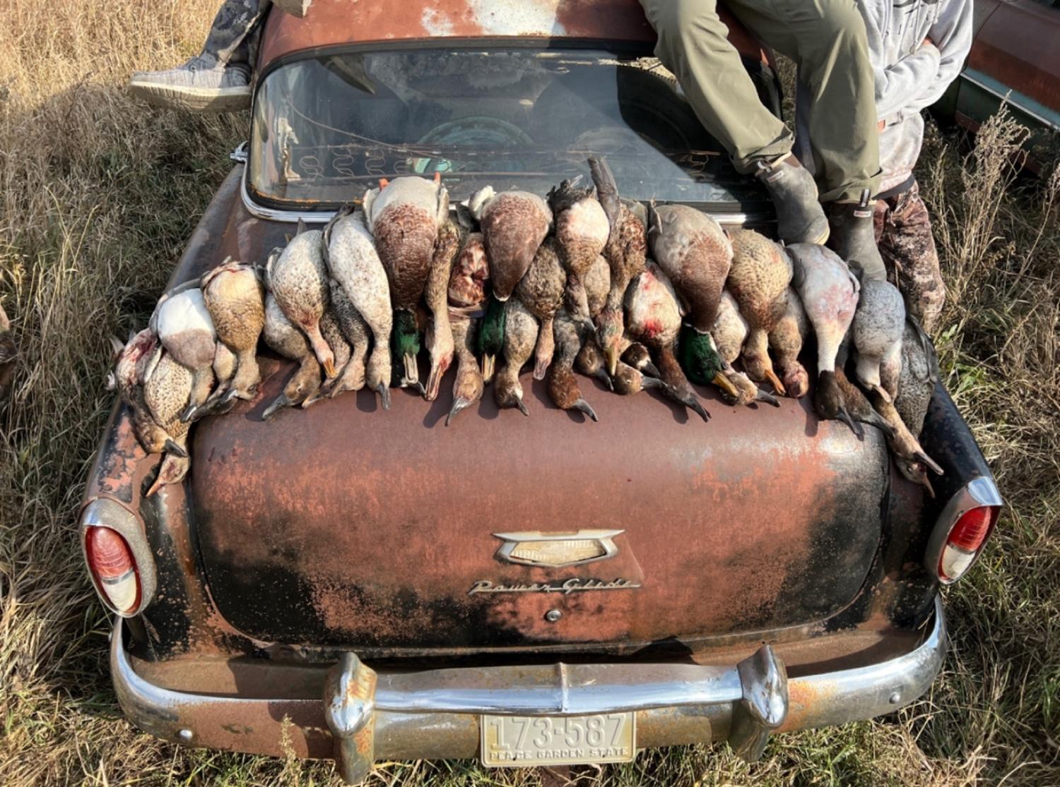 A morning of ducks laid out on a vintage truck tailgate