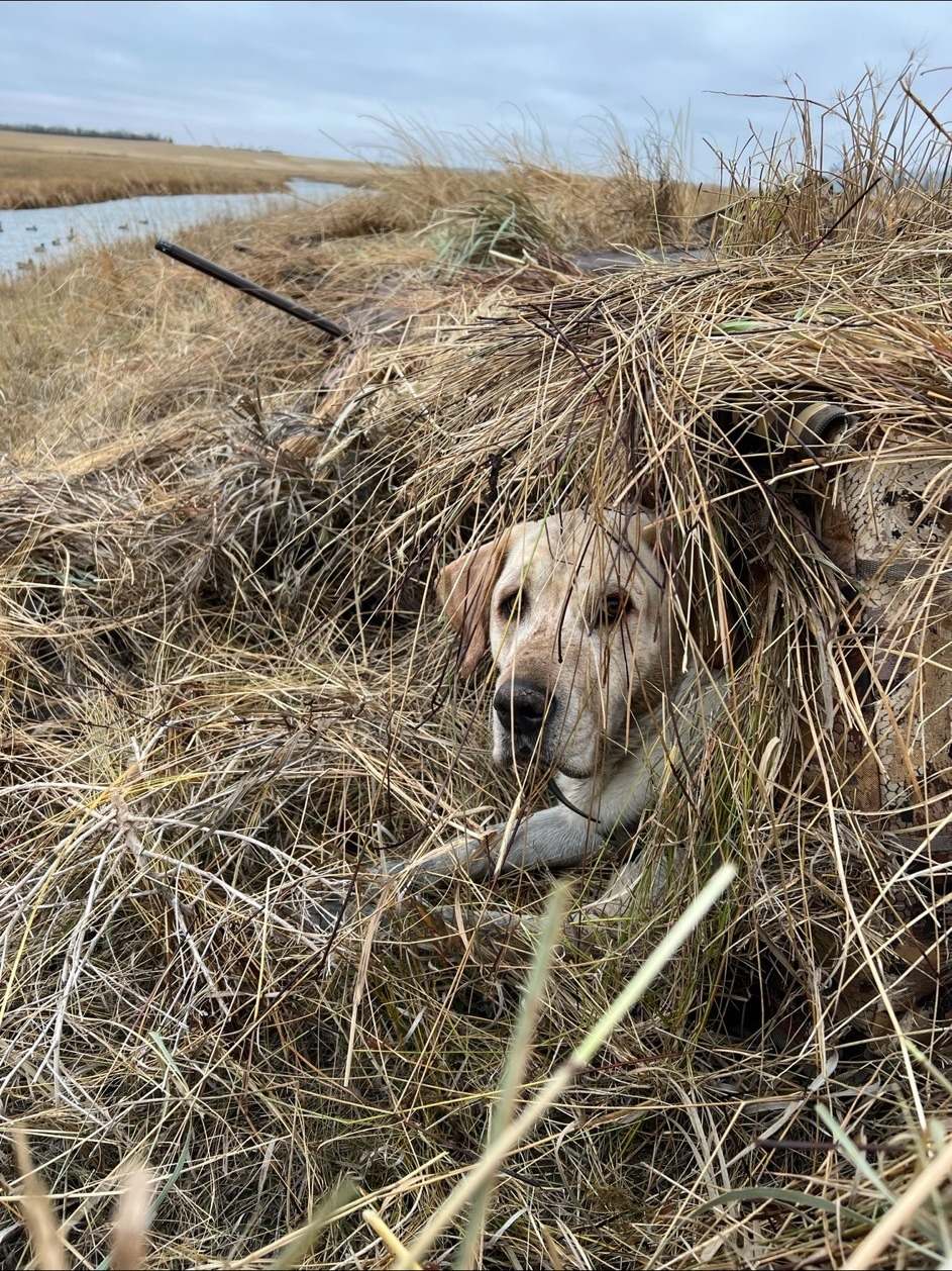 A retriever waiting in the blind on an Oklahoma waterfowl morning