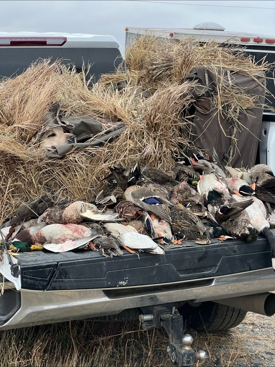 Ducks and geese on the tailgate after a guided morning hunt